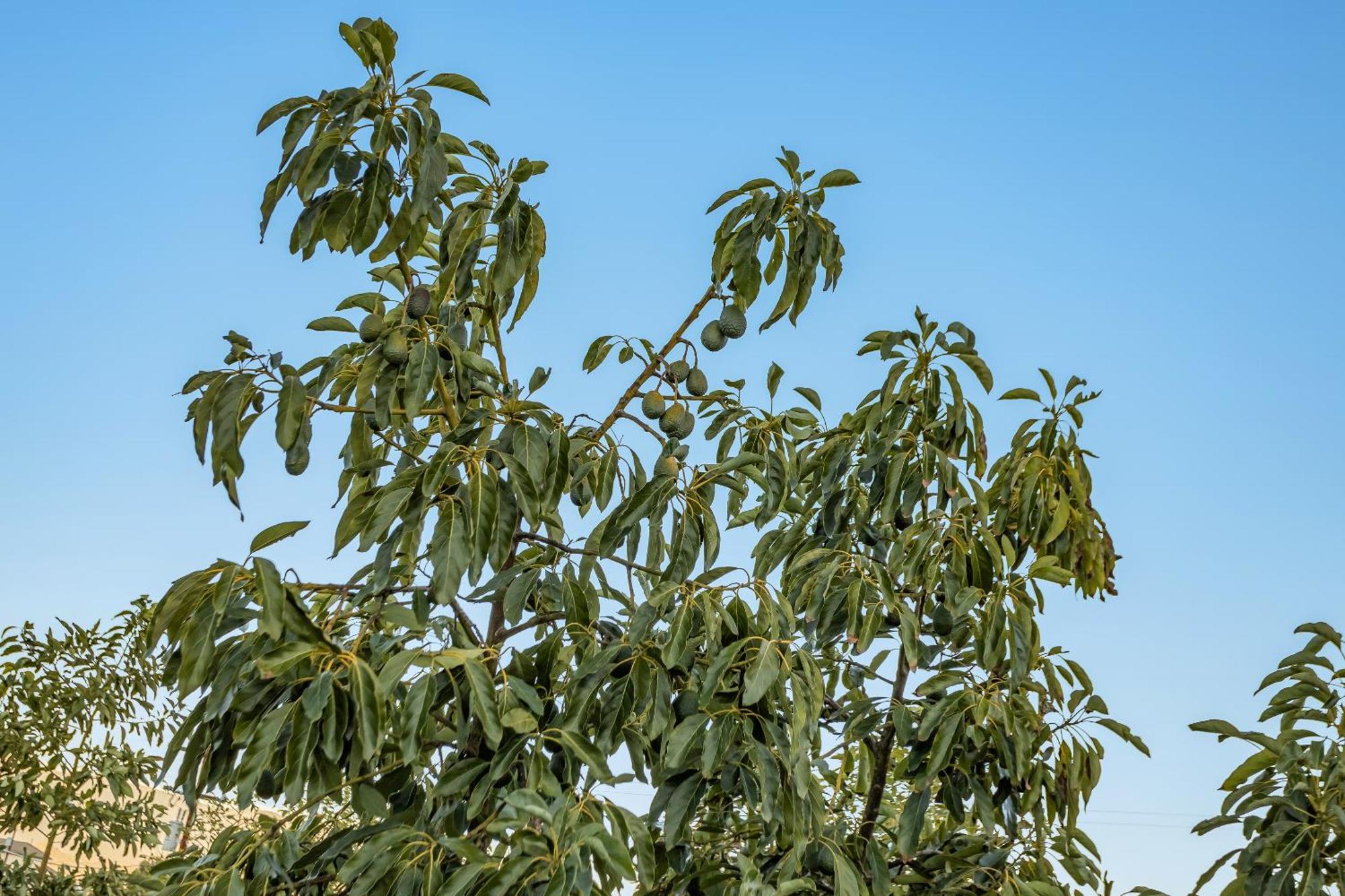 Вилла Avocado Bliss Retreat Valley Center Экстерьер фото
